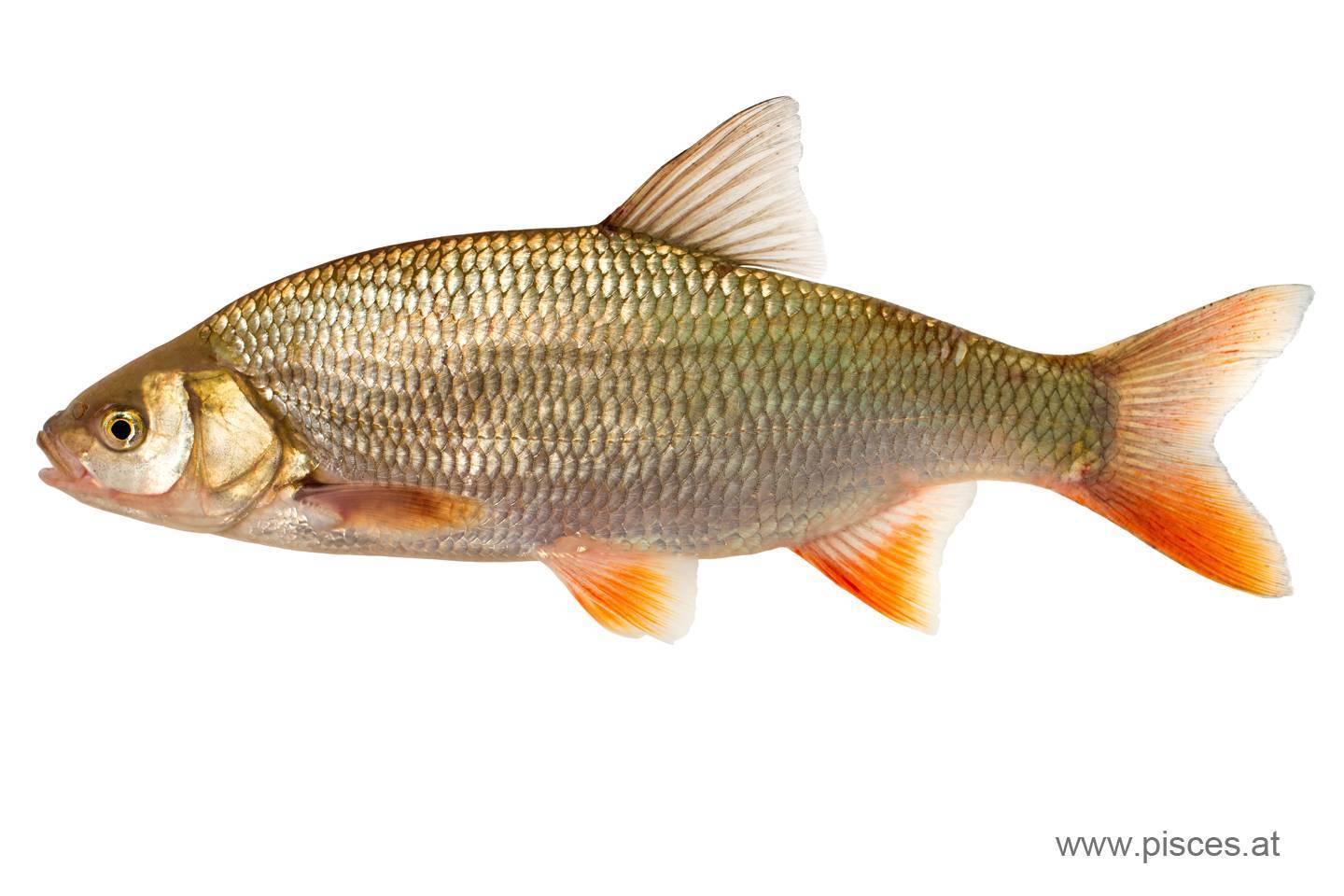 Рыба сорога: фото и описание, места обитания и питание, особенности рыбалки