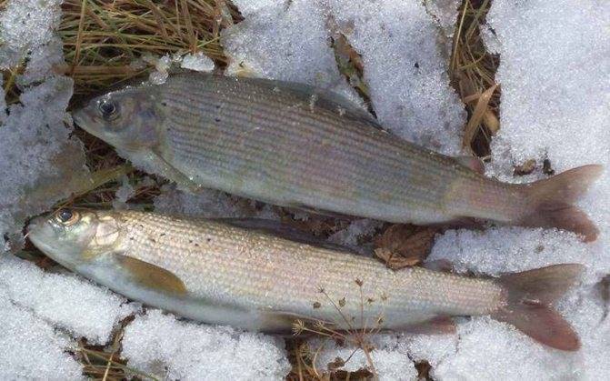 Рыбалка на амуре: особенности ловли весной, зимой или летом, какая рыба водится