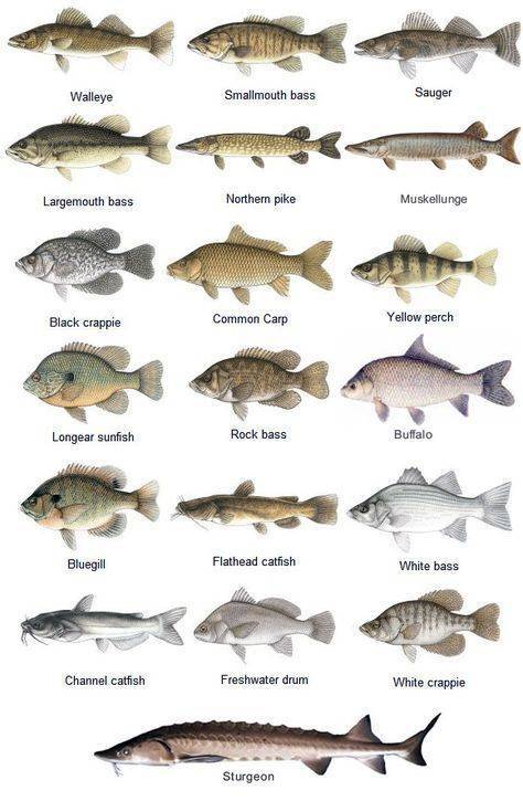 Дорадо рыба. описание, особенности, виды, образ жизни и среда обитания дорадо | живность.ру