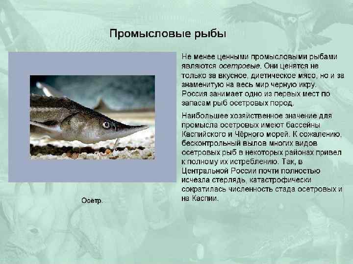 Осетровая рыба: характеристика семейства и места обитания, список популярных видов осетра, как проходит нерест
