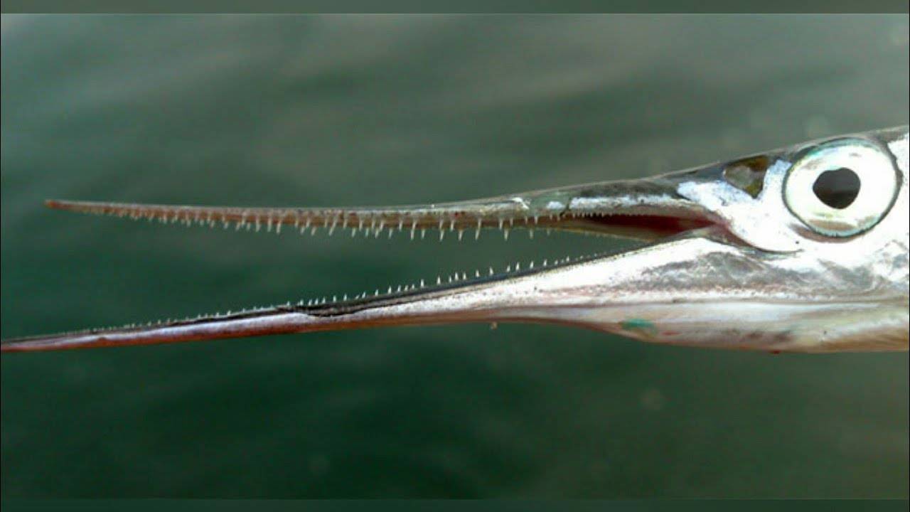 Ловля саргана в черном море: морская рыбалка со вкусом