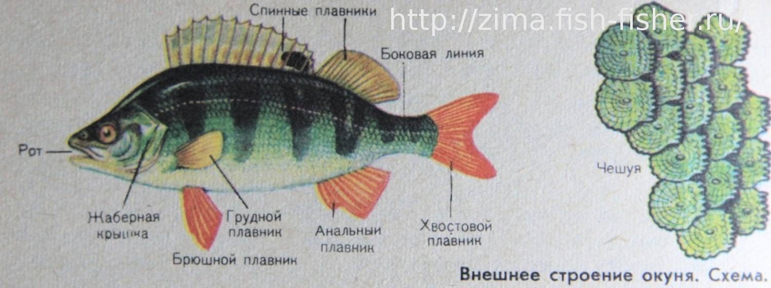Рыбы тресковых пород