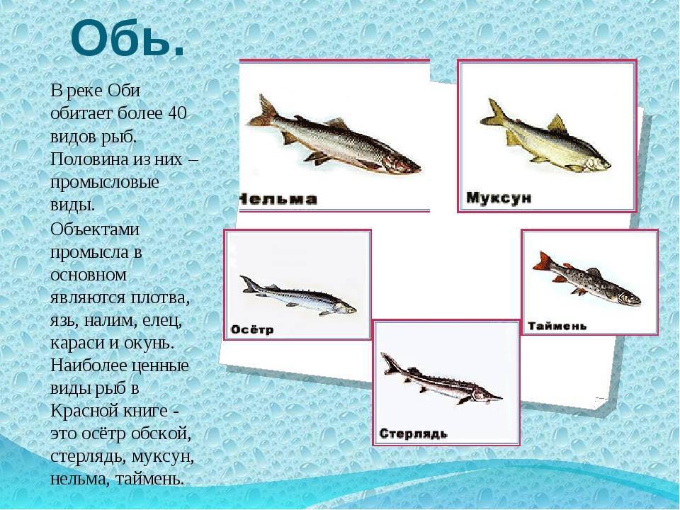 Какие рыбы водятся в реке. Рыба в реке Обь. Рыбы которые водятся в Оби. Рыбы реки Оби. Рыба обитающая в Оби.