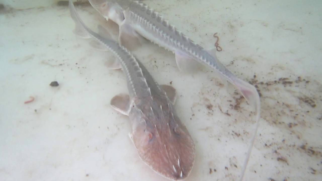 Другие лучепёрые рыбы (actinopterygii)