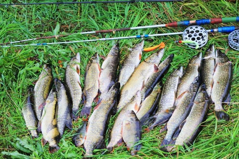 Рыбалка в смоленске на днепре: фото и отзывы