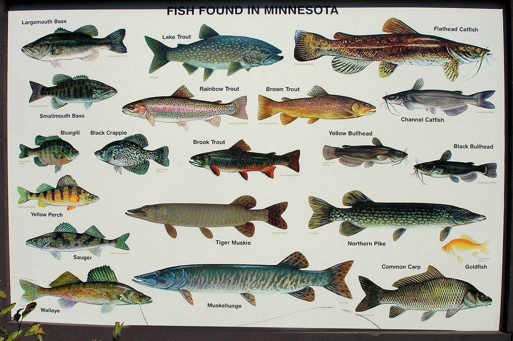 Ильная рыба. их особенности и рыбалка на некоторых из них