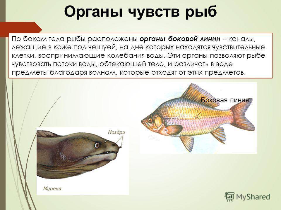 Строение рыбы: внешнее, внутреннее, скелет, форма тела, схема