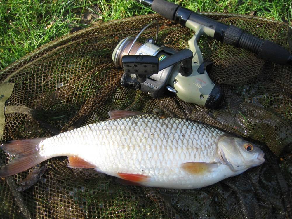 Рыбалка на пахке: какая рыба водится, ловля на реке в районе ям