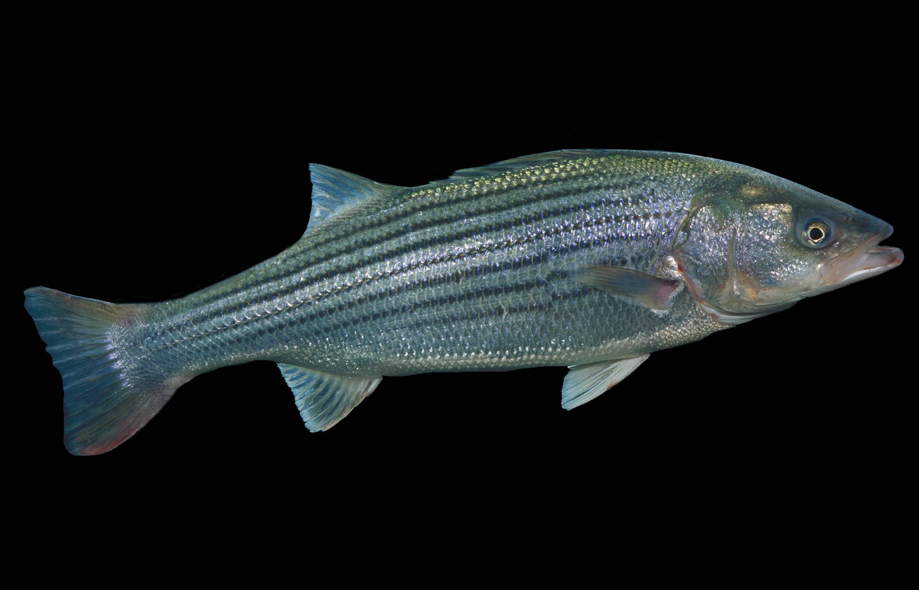 Сибас: описание рыбы, калорийность, места обитания, нерест, способы ловли и образ жизни
