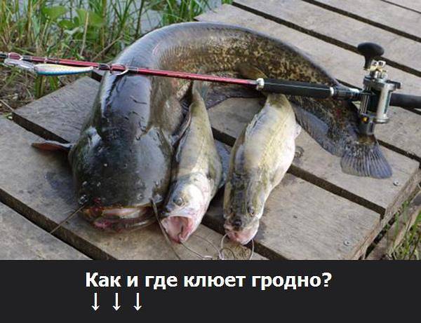 Рыбалка в гродненской области: обзор водоемов