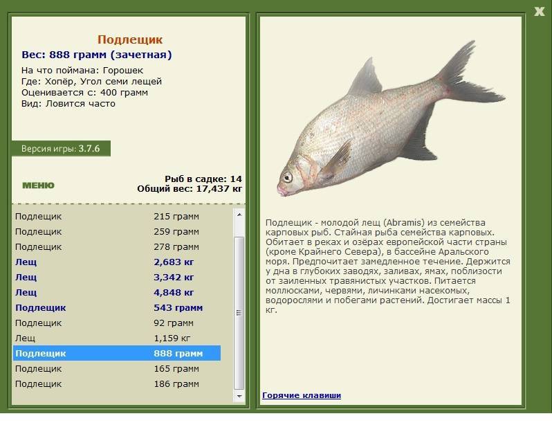 Густера: 115 фото рыбы, отличительные черты, нерест и распространение вида