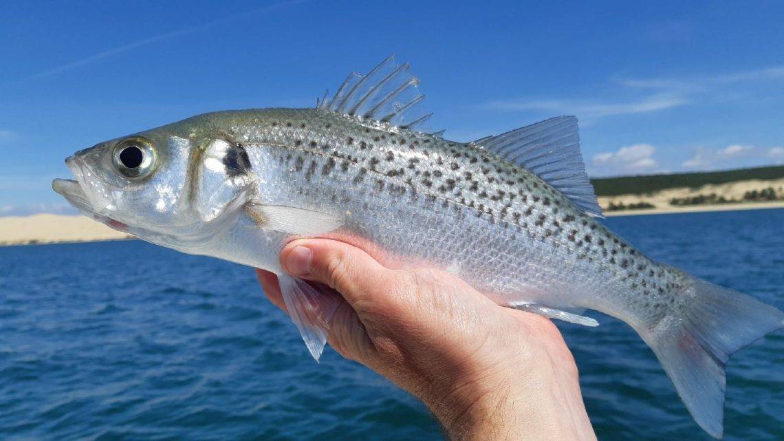Рыба «Лаврак пятнистый» фото и описание