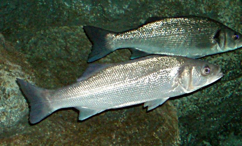 Рыба сибас или морской волк – описание, фото, среда обитания