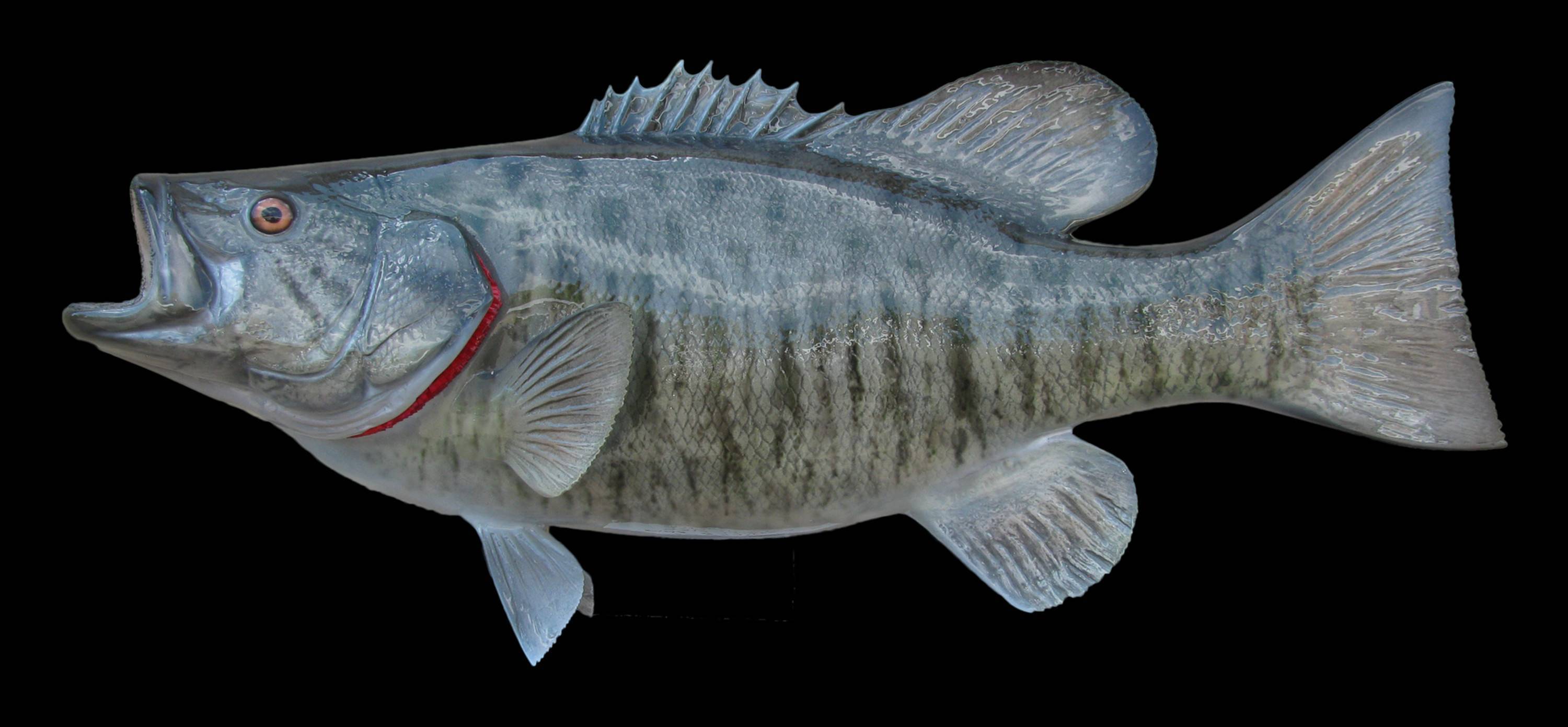 Белая рыба: список названий видов и их подробное описание