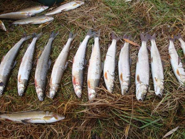 Отчет о рыбалке на лене в районе верхоленска (вторая половина августа 2010 года) » baikalfishing.ru