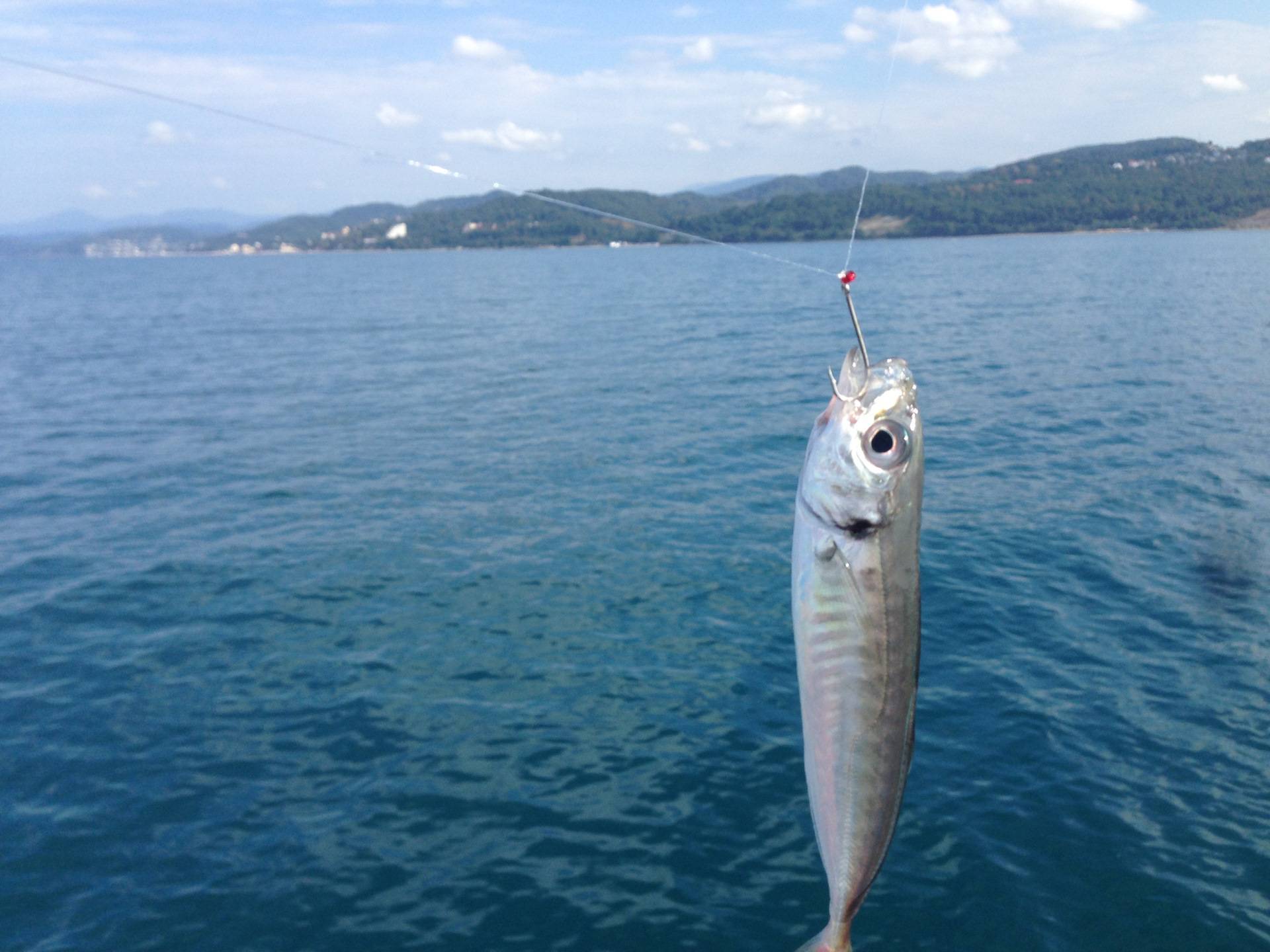 Какая рыба водится в черном море: список и особенности рыбалки