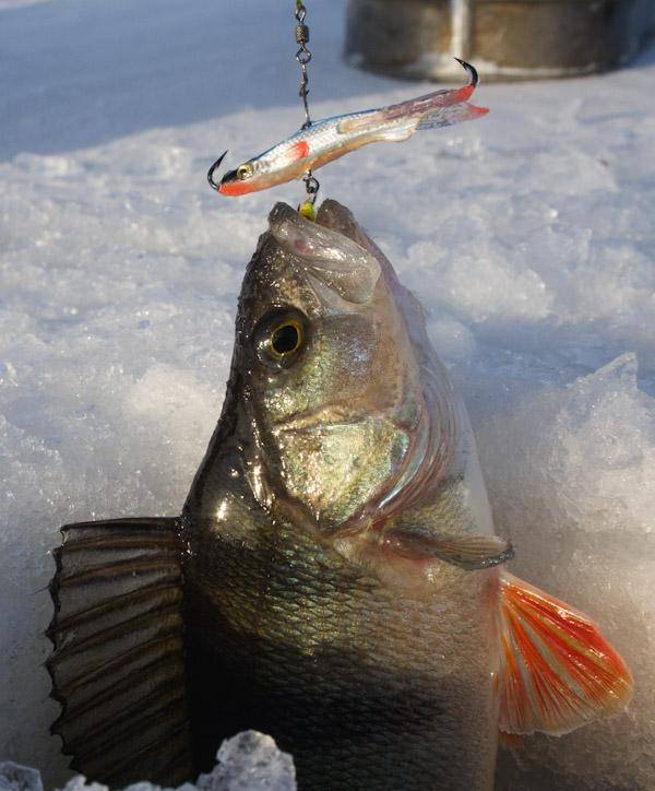Как ловить окуня зимой — самые уловистые снасти и приманки для ловли окуня зимой — рыбалка отдых для души
