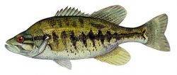 Рыба «Басс Суонни» фото и описание