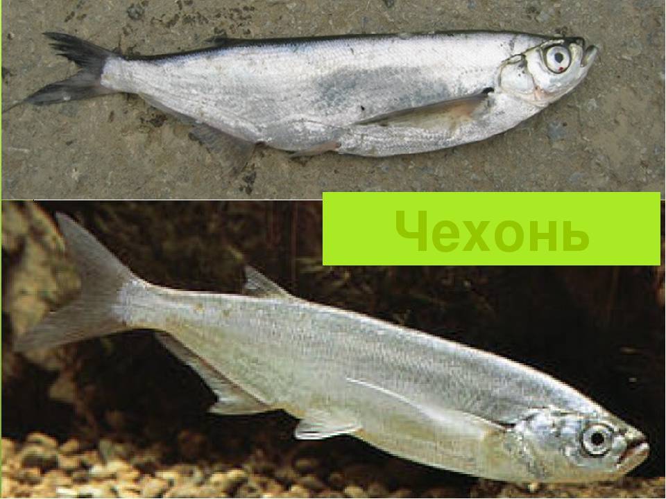 Где водится рыба чехонь? как приготовить рыбу чехонь? :: syl.ru