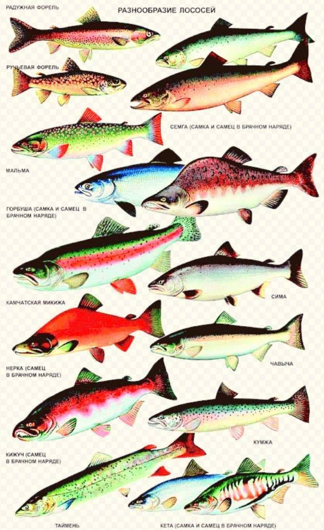 Чем отличается лосось от семги внешним видом и вкусовыми характеристиками