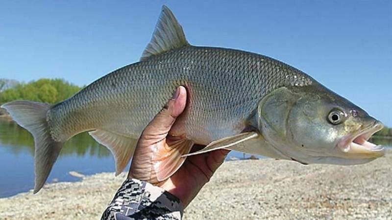 Рыба щокур (чир): как выглядит, где обитает и на что ловить?