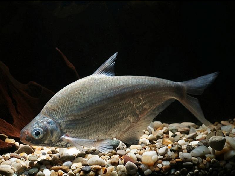 Рыба синец: фото и описание, где обитает, чем питается, особенности ловли