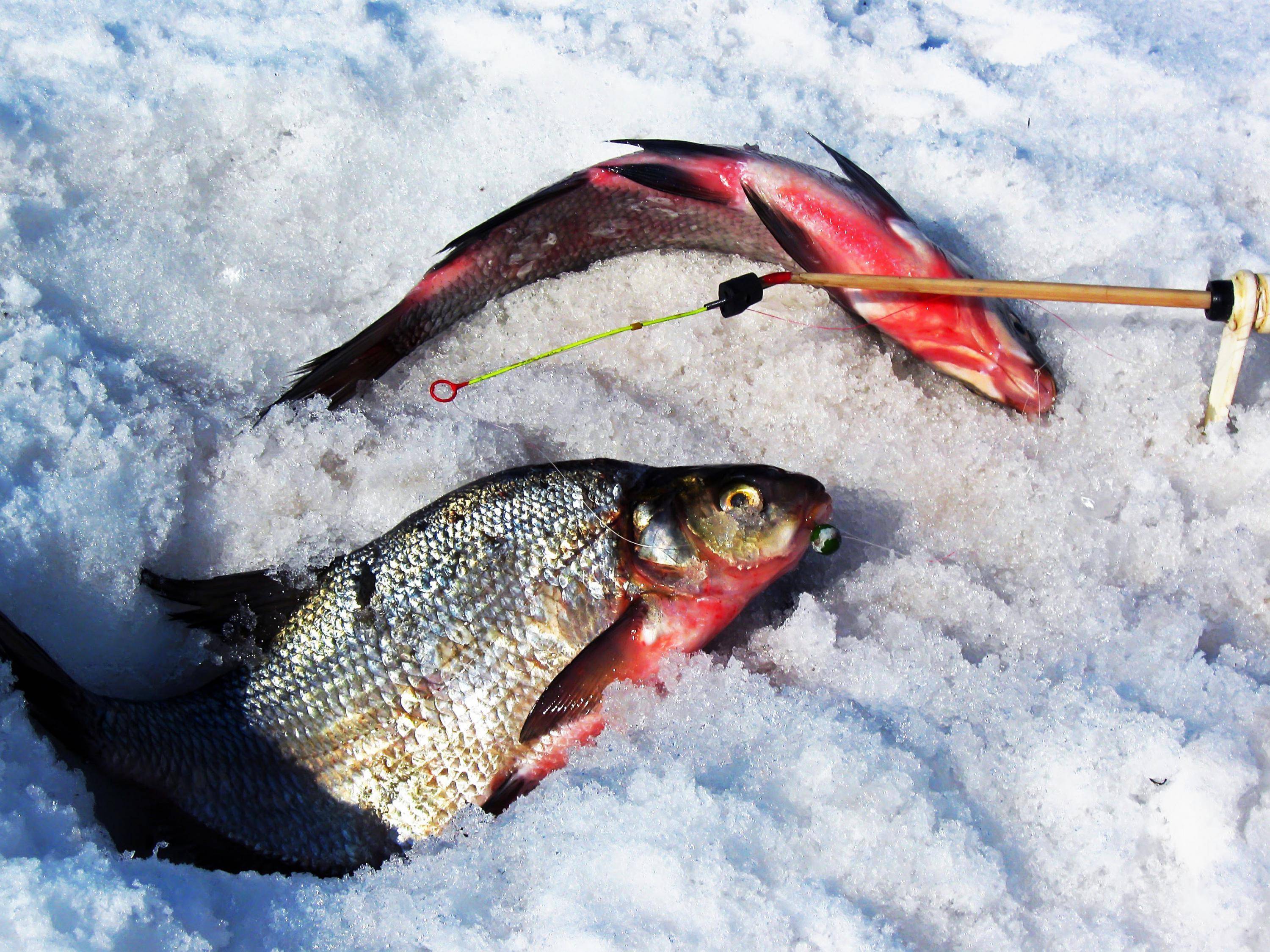 Что нужно для зимней рыбалки