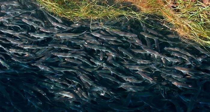 Таймень: ценная рыба семейства лососевых