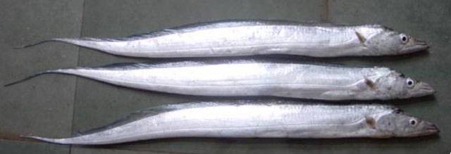 Рыба щиповка: внешний вид, описание с фото, где водится