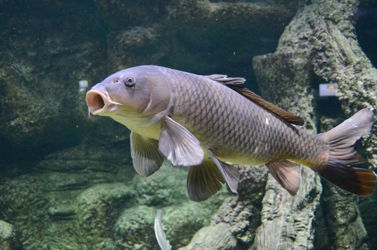 Рыба ауха (китайский окунь): описание, поведение хищника, содержание в аквариуме и размножение