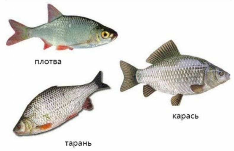 Обыкновенная плотва - распространённый вид рыбы