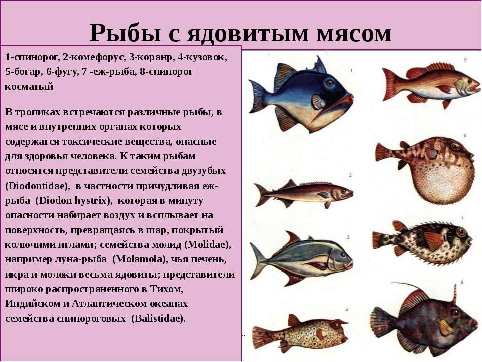 Ядовитые рыбы: особенности самых ядовитых и опасных рыб на планете (125 фото)