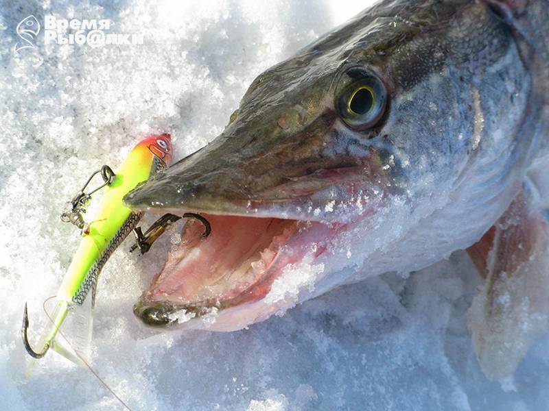 Зимняя рыбалка на щуку на балансир: техника и тактика ловли
