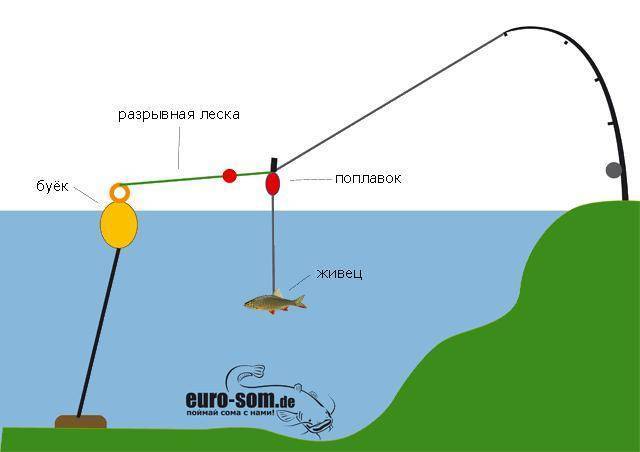 Как ловить сома на закидушку? – суперулов – интернет-портал о рыбалке