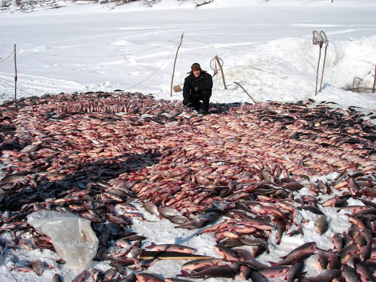 Борьба с браконьерами. - рыбак и закон - myfishstory.ru