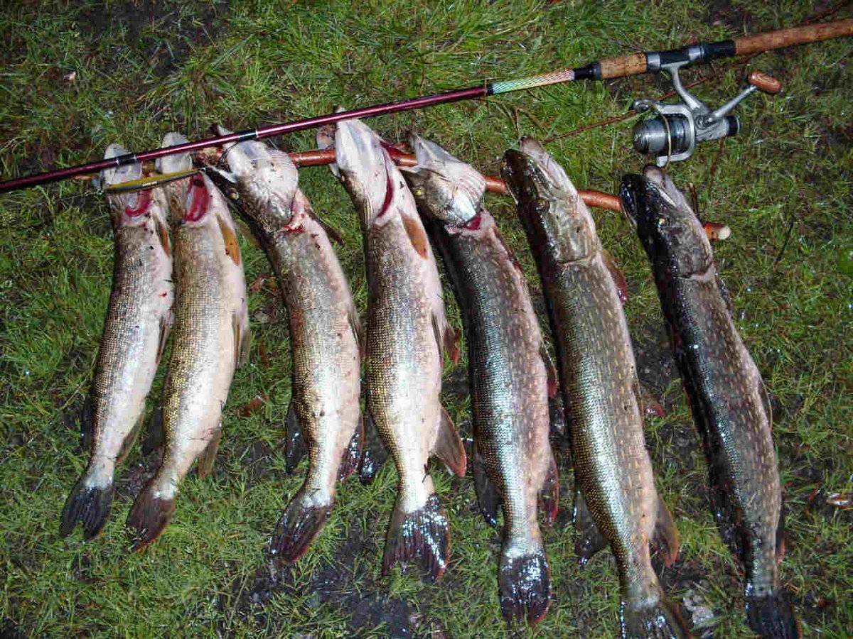Рыбалка в самарской области: лучшие места, цены, отзывы