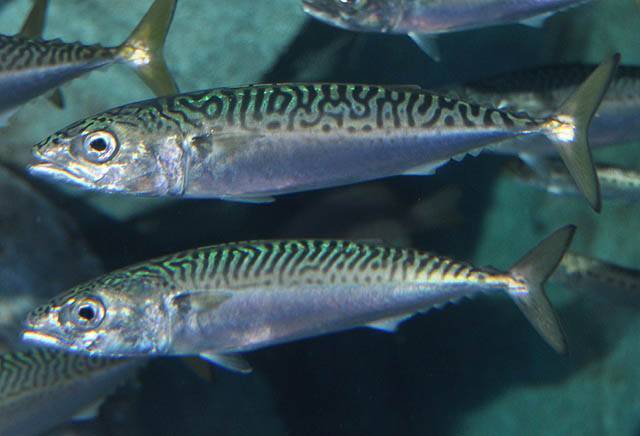 Скумбрия рыба. образ жизни и среда обитания скумбрии | животный мир