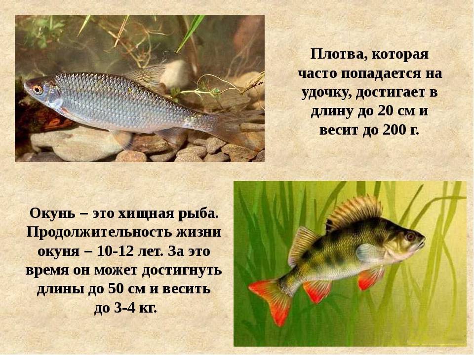 Карп польза и вред, изучаем полезные свойства для организма