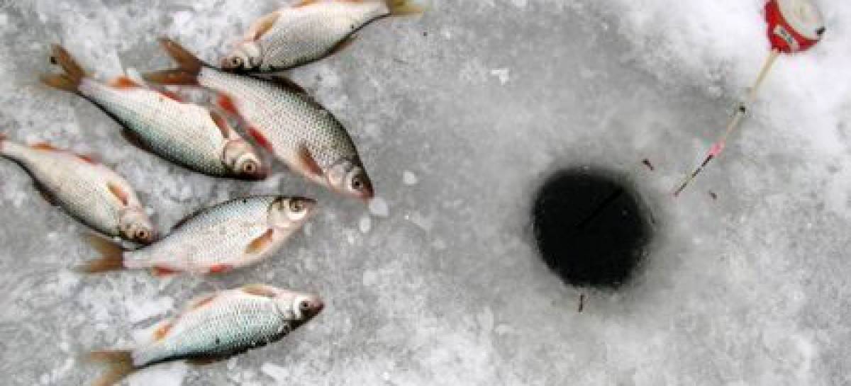 Ловля плотвы зимой: рыбалка на плотву в глухозимье