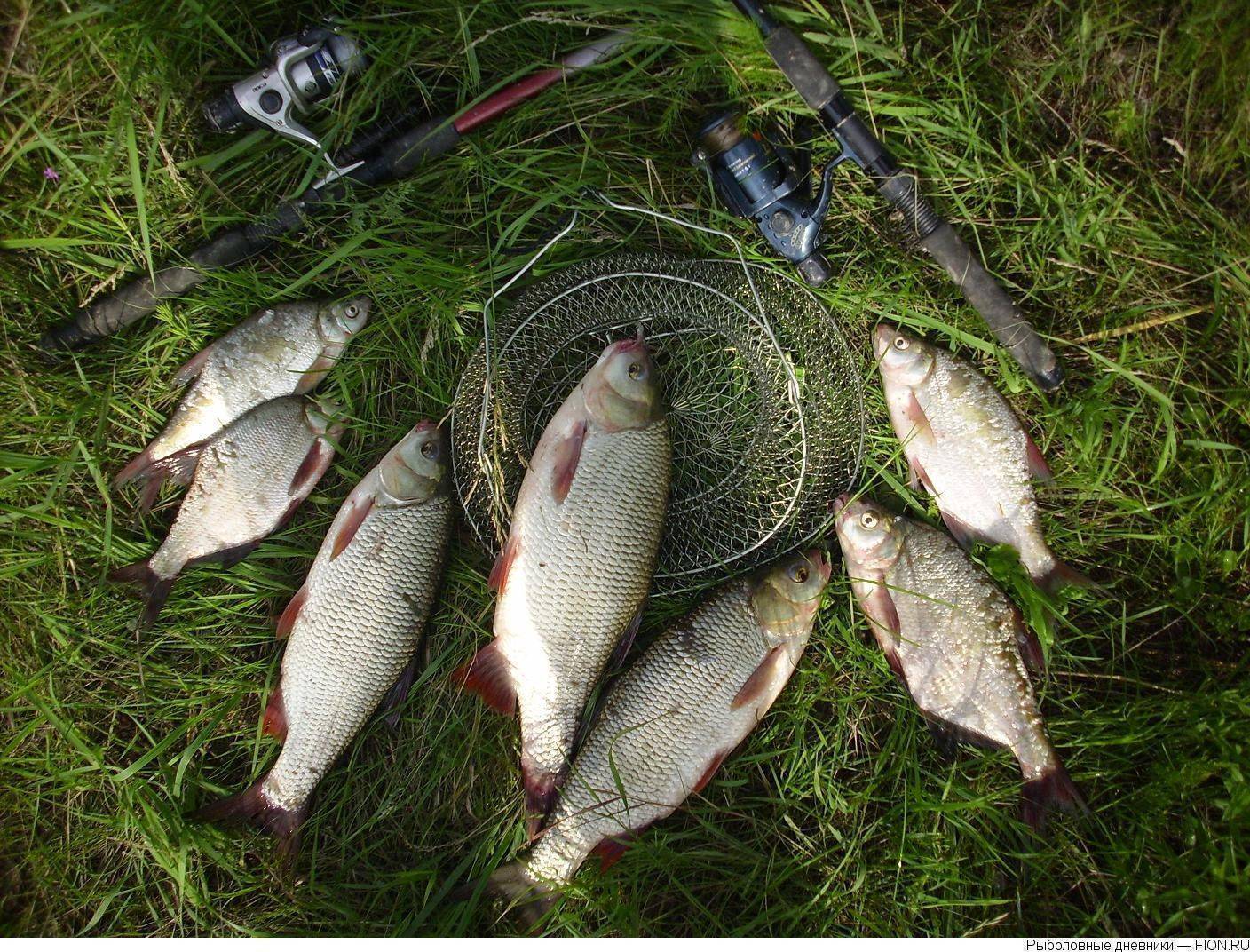 Рыбалка в омске и омской области — какая рыба водится, лучшие рыбные места