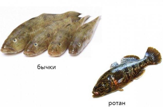 Ротан, или рыба головешка: почему так называется?