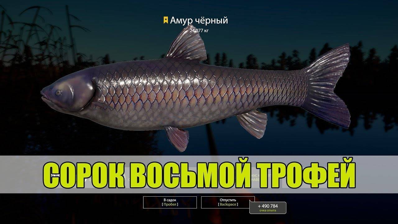 Рыба черный амур: описание, повадки, полезные свойства