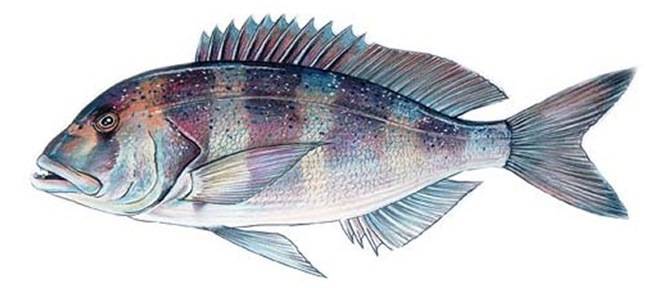Рыба зубатка – что это за рыба? польза и вред, как вкусно приготовить зубатку – 4 рецепта