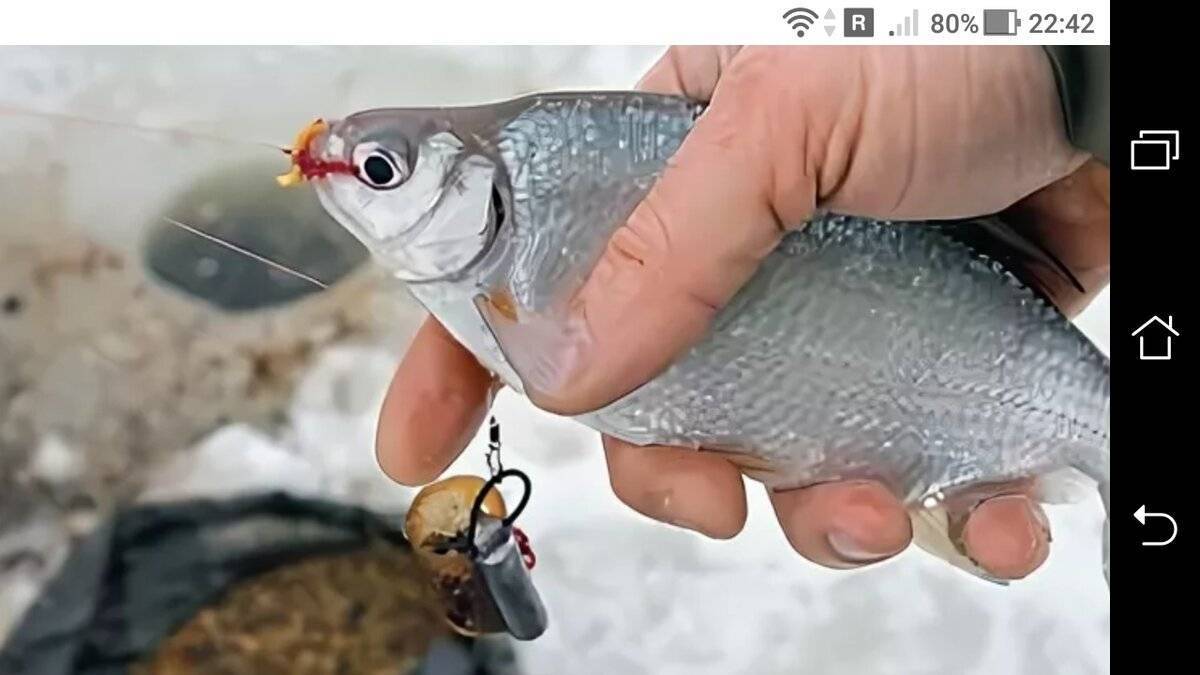 Зимний фидер — читайте на сatcher.fish