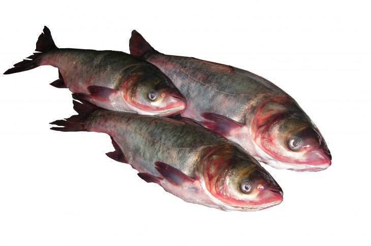 Что за рыба толстолобик: где водится, как выглядит и чем питается, польза и вред при употреблении в пищу