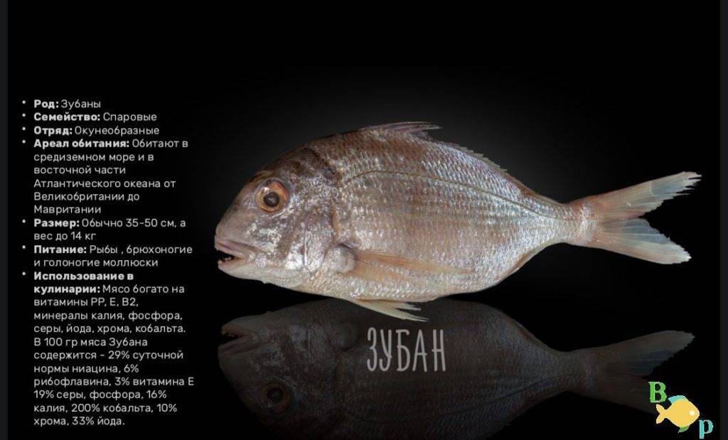 Рыба «Зубан» фото и описание