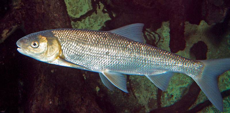 Рогозуб: описание двоякодышащих рыб и особенности их жизни