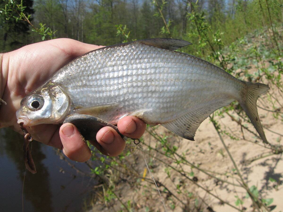 Рыба сопа, или белоглазка: фото и описание, где водится, ловля на течении, отличия от других рыб, прикормка, насадки и снасти