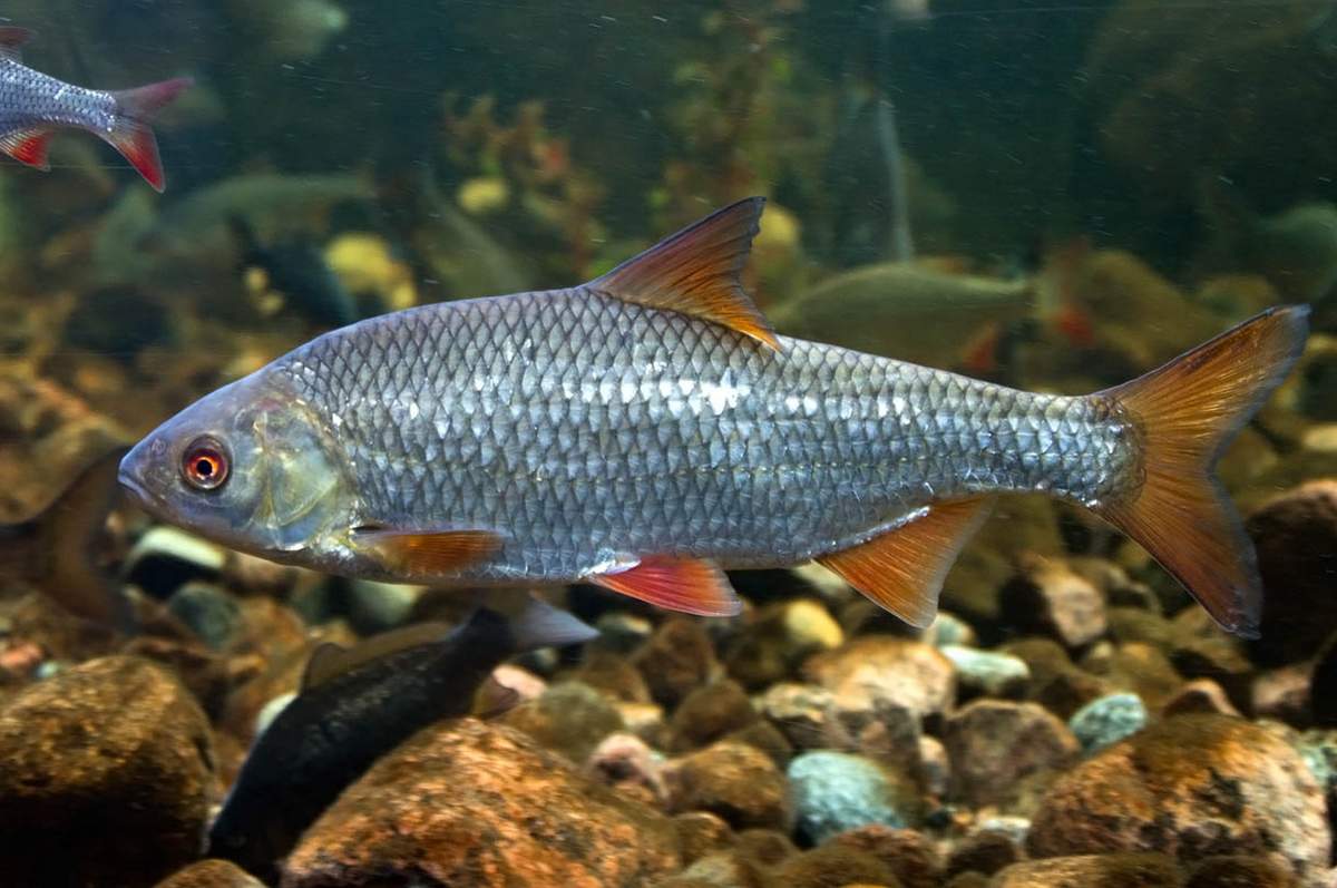 Плотва: описание рыбы, ареал обитания, ловля и выращивание