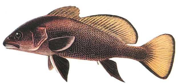 Рыба горбуша: где водится, внешний вид, белая или красная, семейство, отряд